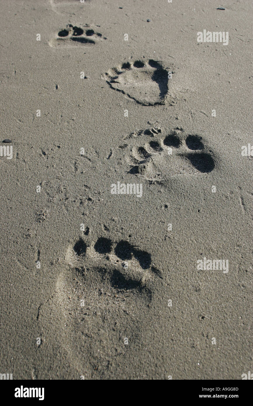 L'ours kodiak (Ursus arctos Ursus arctos middendorffi, middendorfi), des empreintes de pas dans le sable, USA, Alaska, Katmai NP Banque D'Images