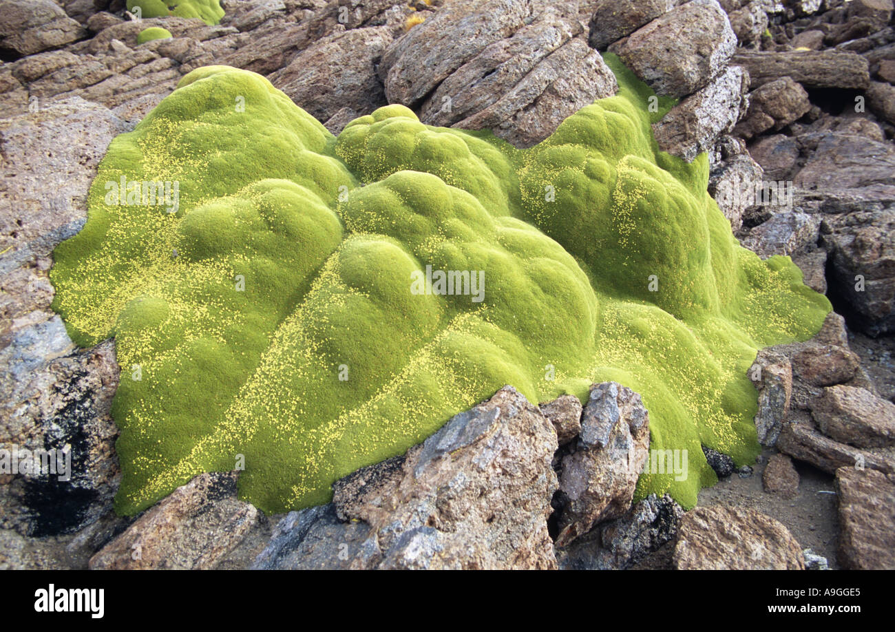 Llareta (Azorella compacta), la Bolivie, l'Altiplano, le Salar de Uyuni. Banque D'Images