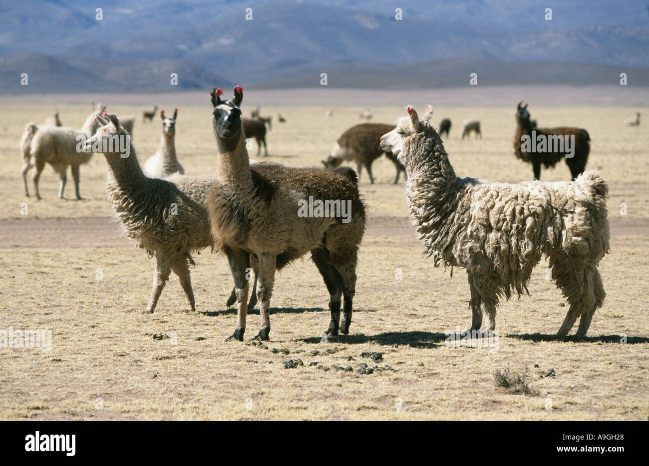 Le lama (Lama glama), troupeau, la Bolivie, l'Altiplano, le parc national de Sajama. Banque D'Images