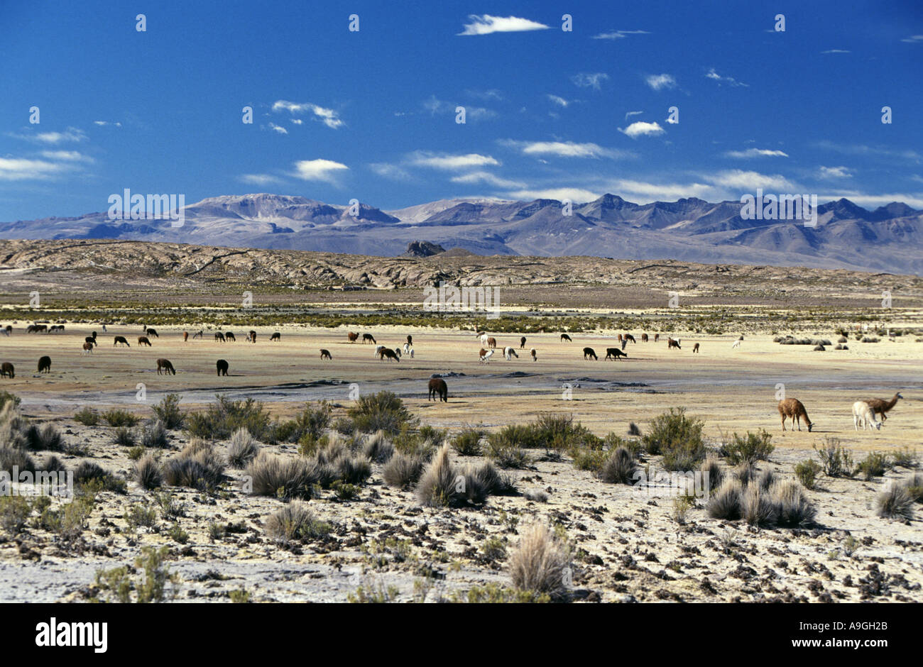Le lama (Lama glama), le pâturage troupeau, la Bolivie, l'Altiplano, le parc national de Sajama. Banque D'Images