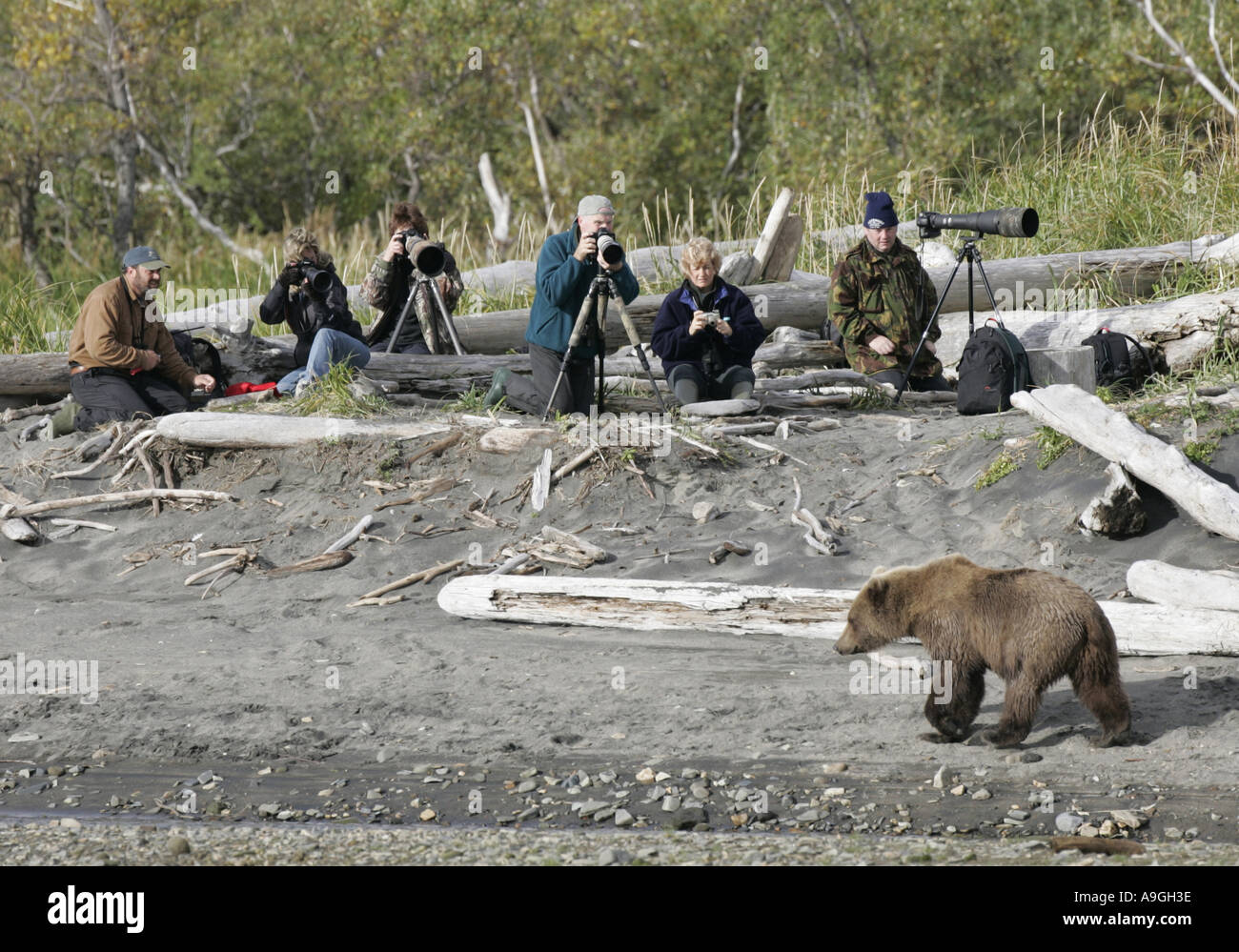 L'ours kodiak (Ursus arctos Ursus arctos middendorffi, middendorfi), marcher le long de ruisseau en face de photograpers, USA, Alaska, K Banque D'Images
