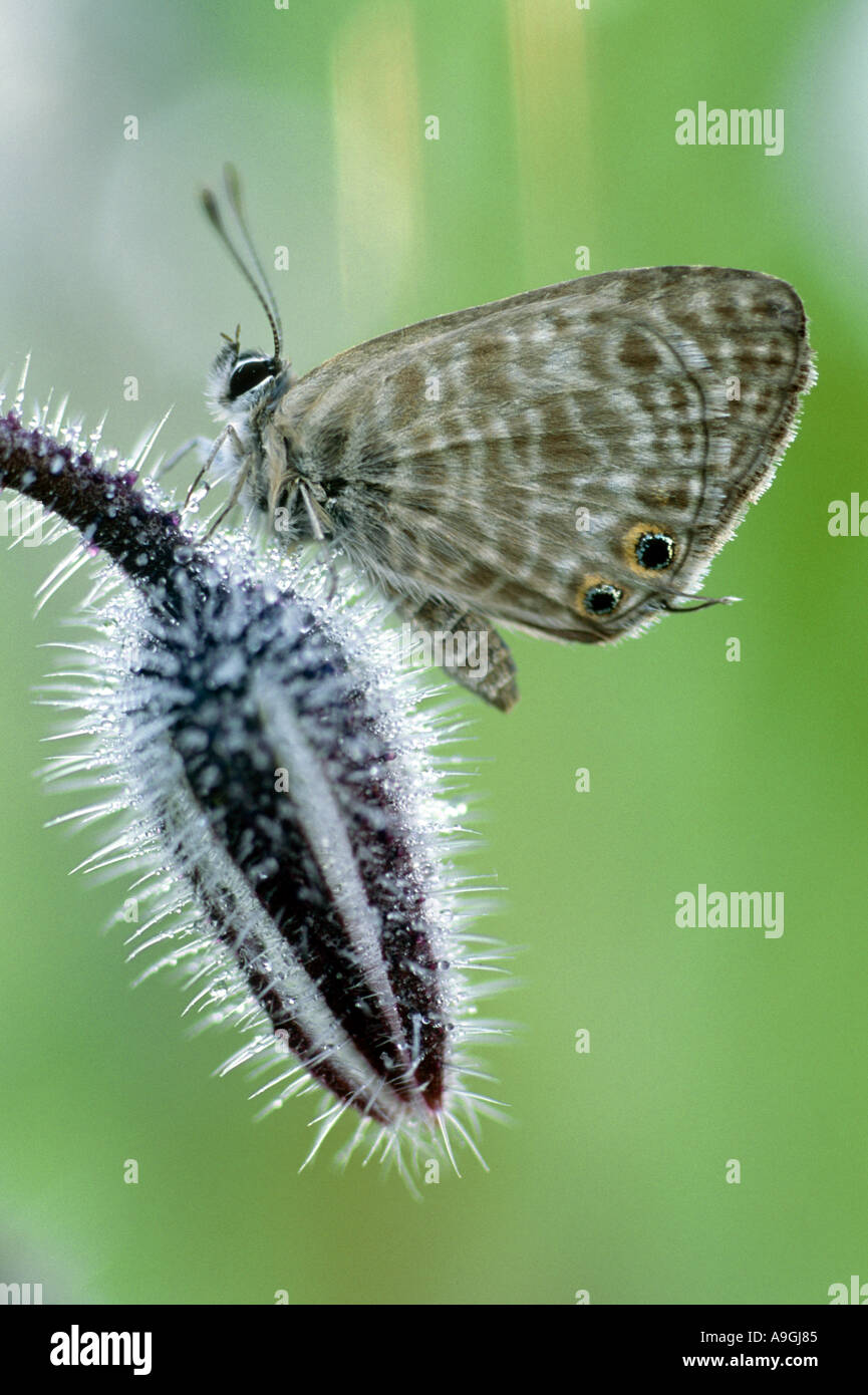 Lang's short-tailed blue (Leptotes pirithous), avec des fleurs de bourrache, de l'Italie, Toscane, Livourne, Mai 02. Banque D'Images
