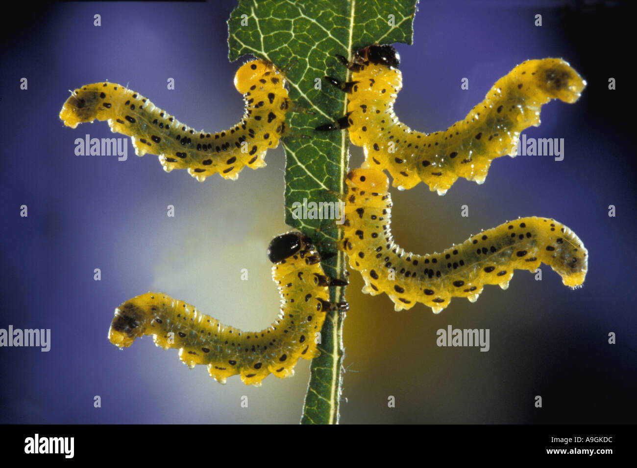 La tenthrède (Thenthredo scrophulariae scrofulariacées), des larves de tenthrède on leaf Banque D'Images