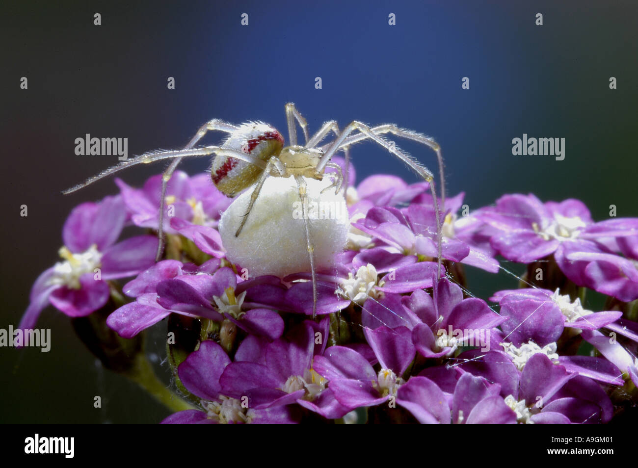 Le rouge et blanc (Enoplognatha ovata) araignée, garde cocoon d'oeufs Banque D'Images