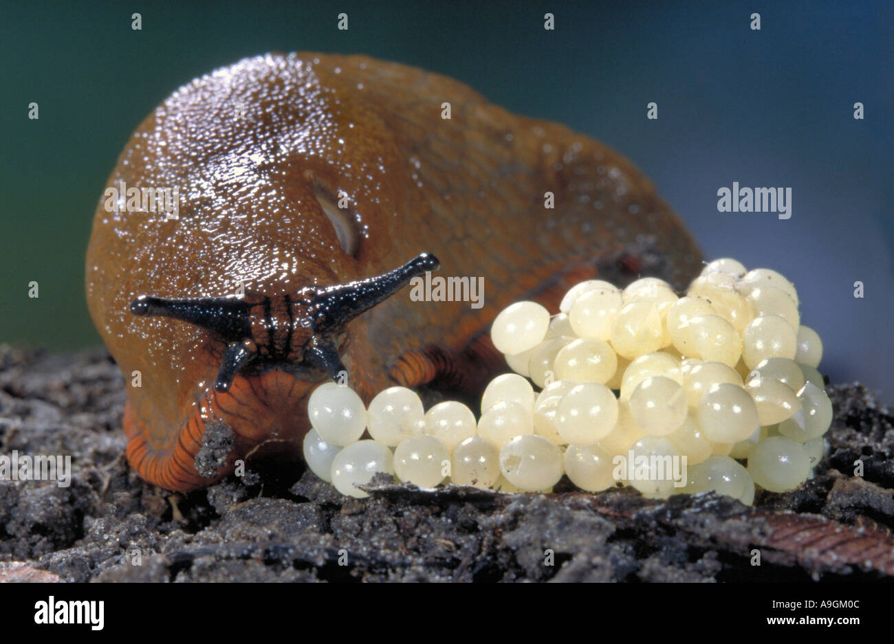 Gros plan des oeufs de limaces Banque de photographies et d’images à haute résolution Alamy