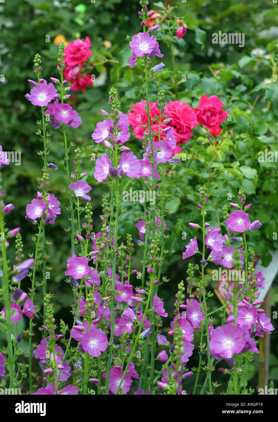 Holly Hock, rose trémière (Alcea rosea, Althaea rosea), Holly jarret et de roses Banque D'Images