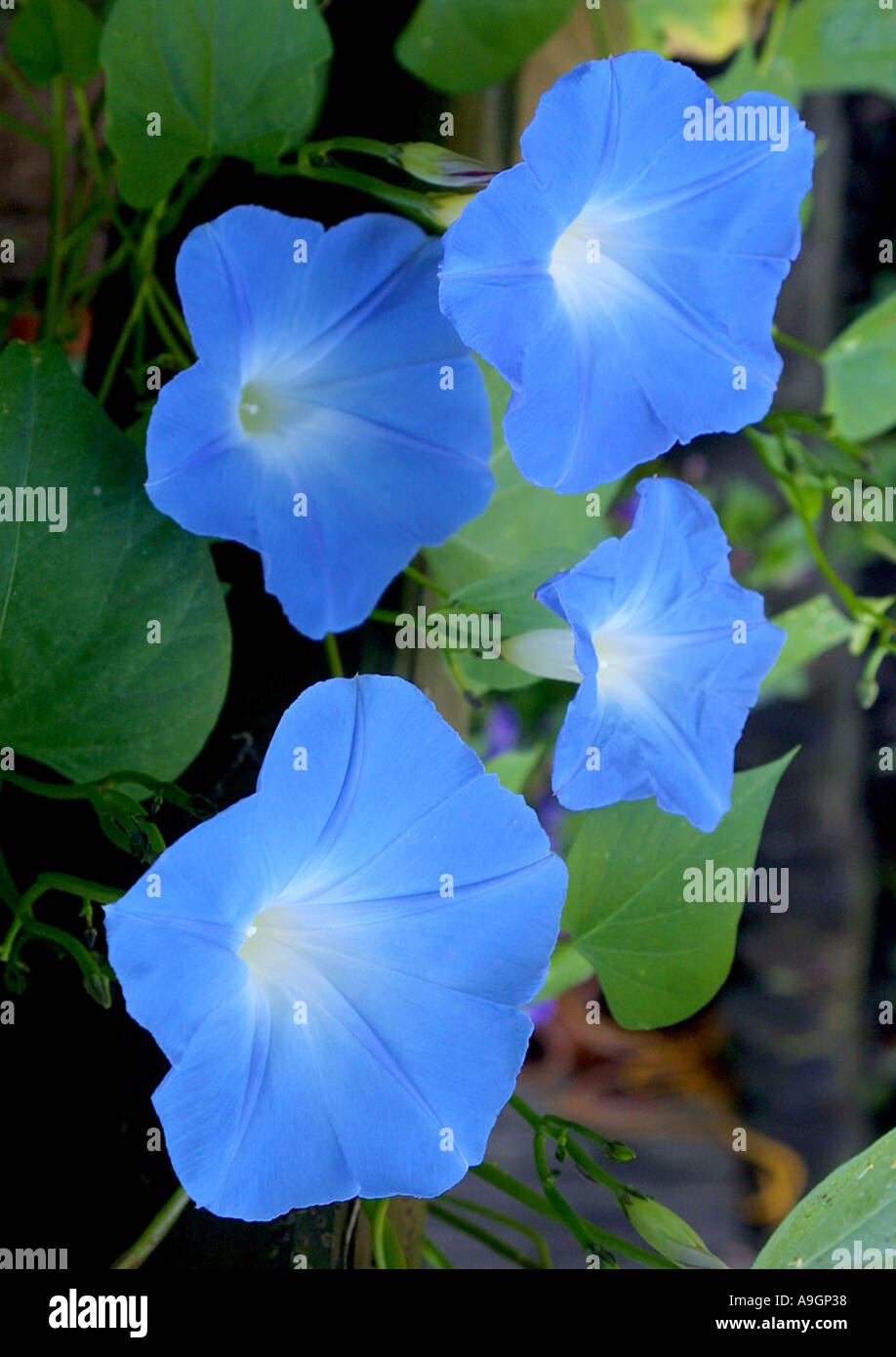 Morning glory (Ipomoea tricolor, Ipomoea violacea), blooming Banque D'Images