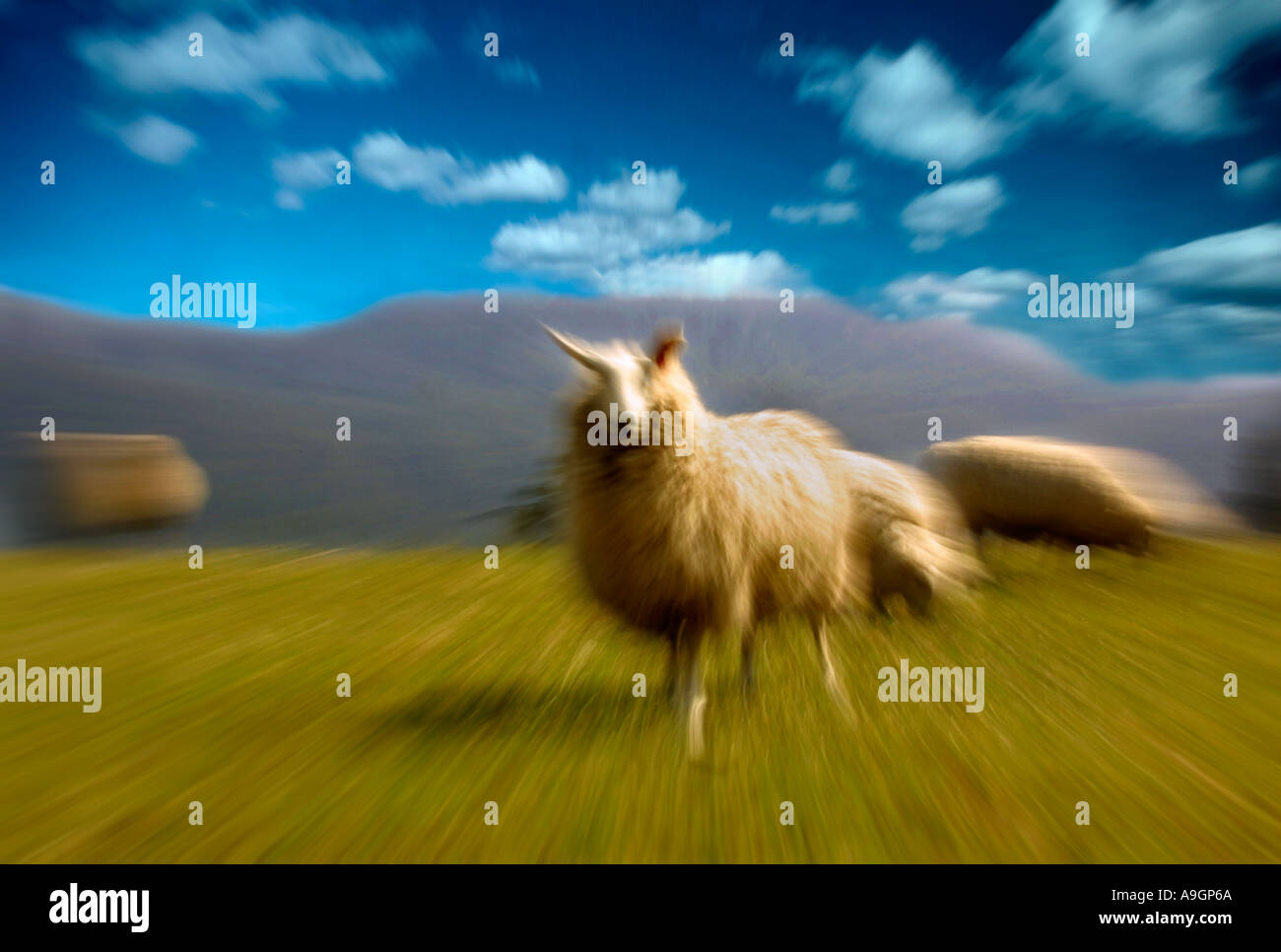 Moutons dans un paysage surréaliste Banque D'Images