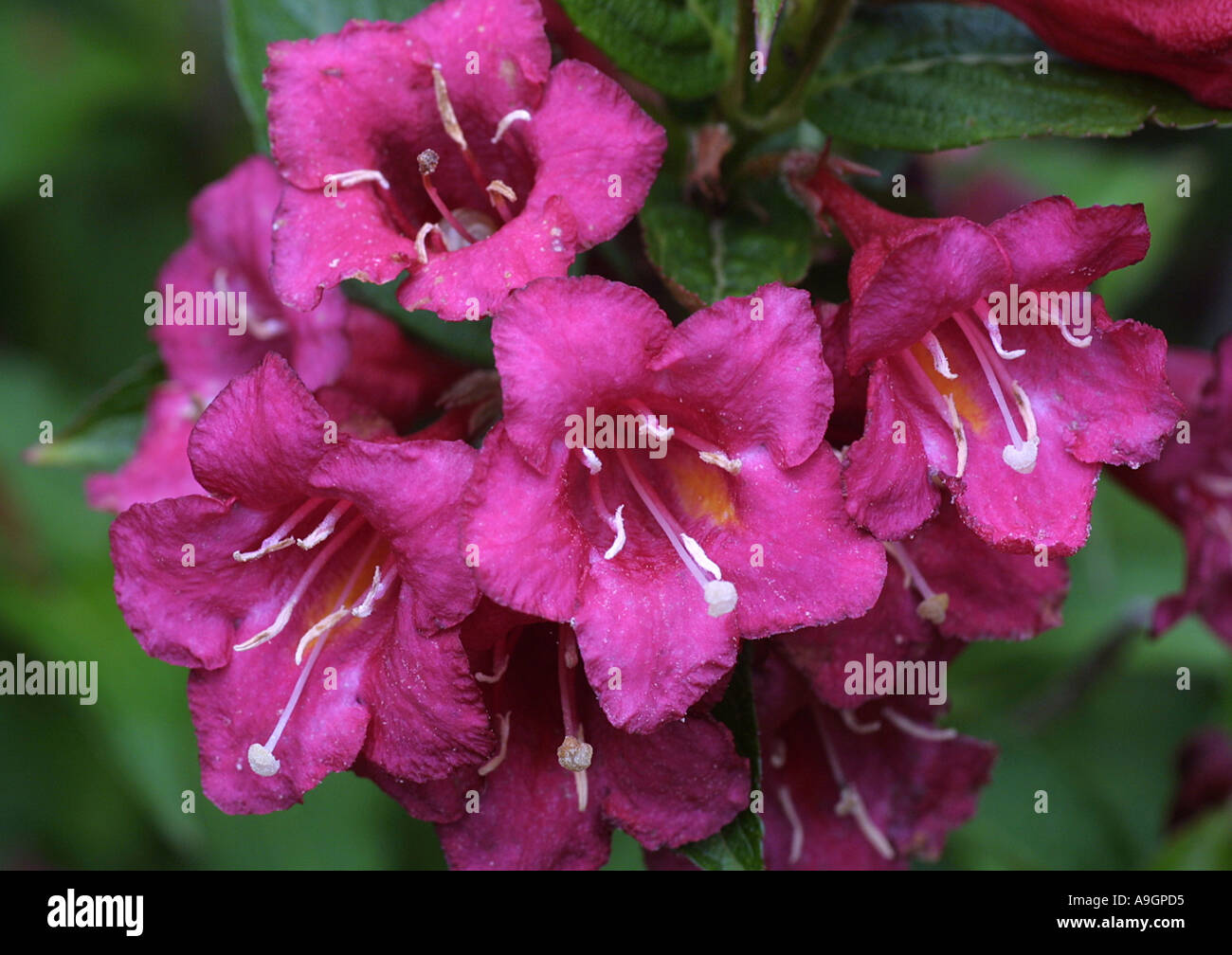 Crimson weigela (Weigela floribunda), blooming Banque D'Images