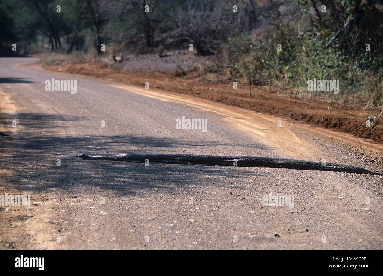 L'eau de l'Afrique de python, python, python rock Africain (Python sebae), traverser une rue, Afrique du Sud, Krueger NP, août 04. Banque D'Images