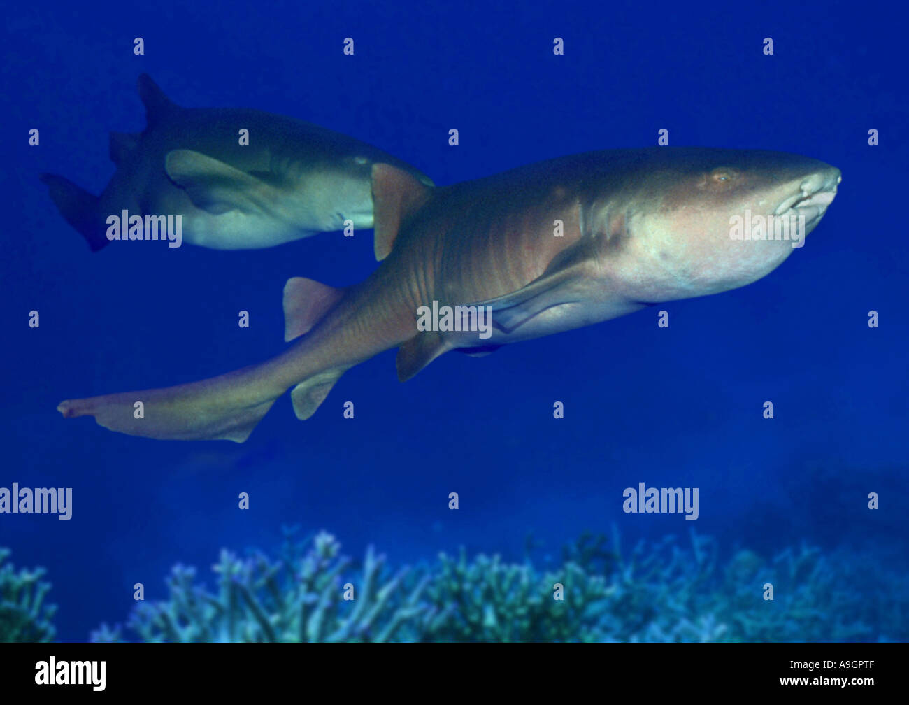 Requin nourrice fauve, sleepy géant requin (Nebrius ferrugineus, Nebrius concolor), distribution : Indopacific Banque D'Images