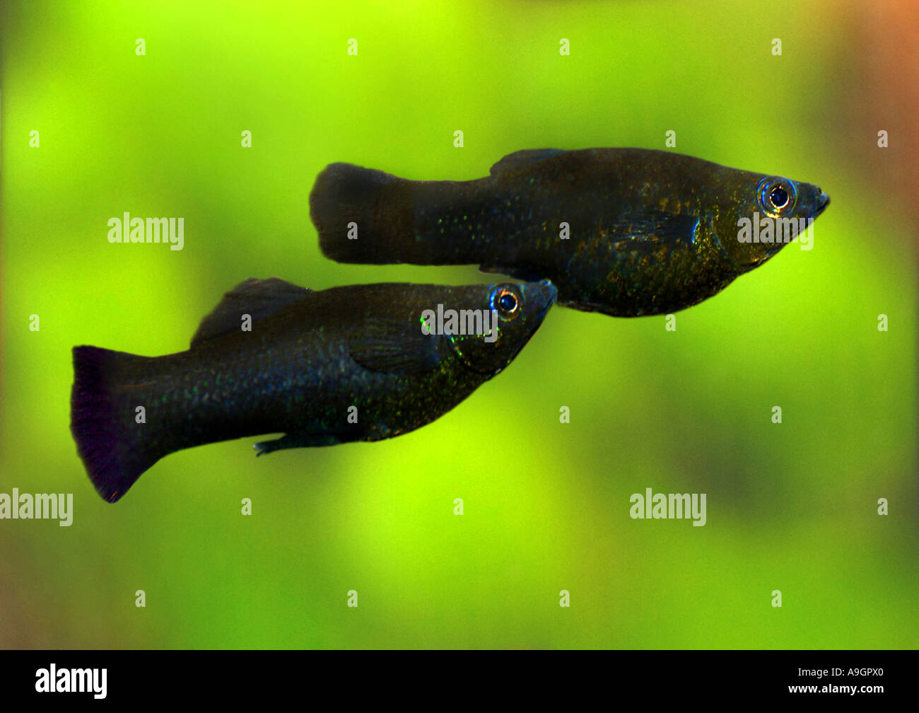 Molly (Mollienesia hybr), distribution : Amérique Centrale Banque D'Images