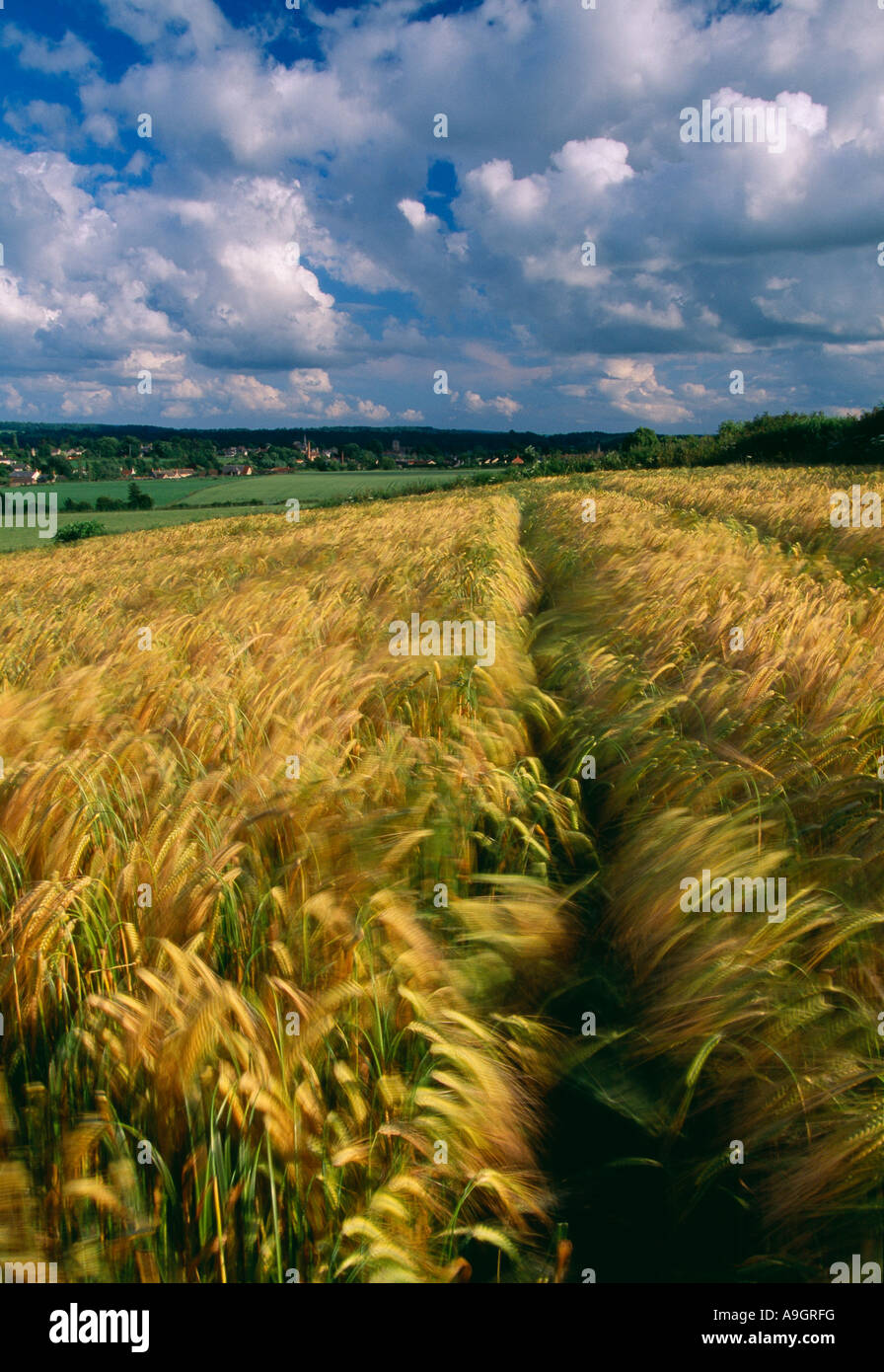Domaine de la récolte du blé dans le vent Somerset England UK Banque D'Images