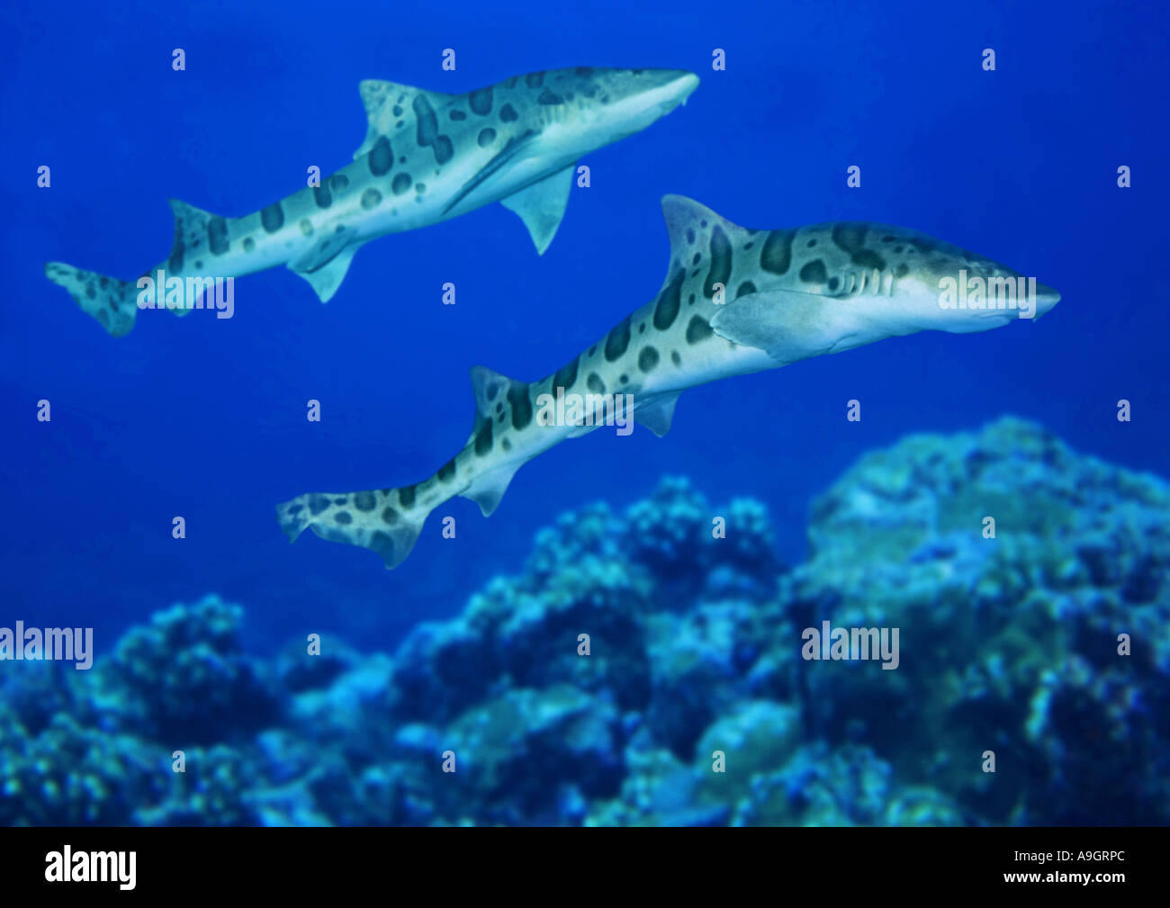 Zebra shark, requin léopard (Stegostoma fasciatum), distribution : Indopacific Banque D'Images