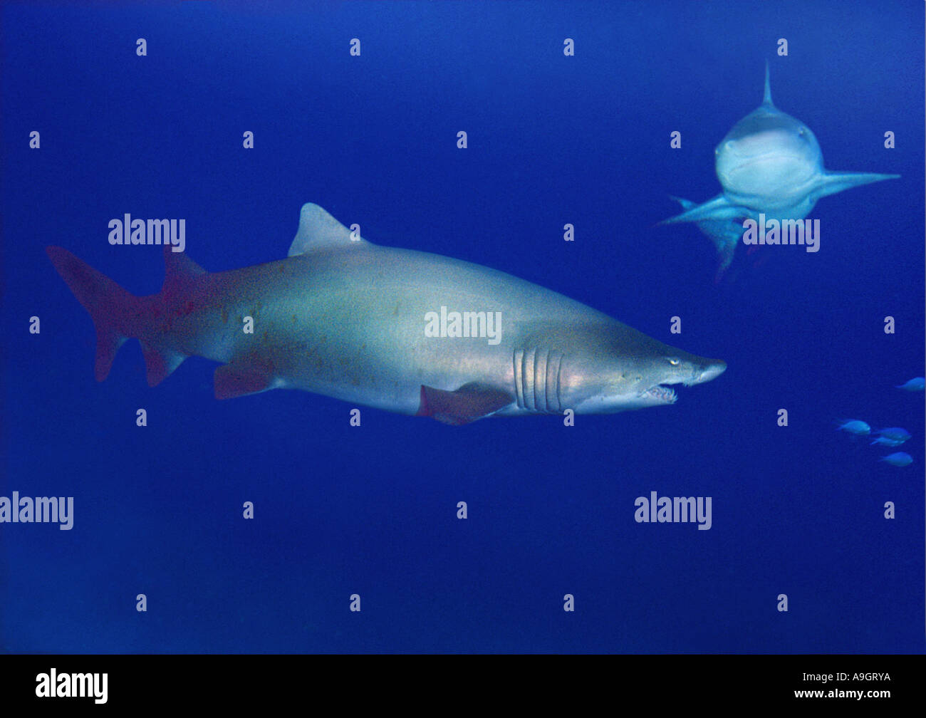 Requin de sable, sand tiger shark, sandtiger requin, requin nourrice gris (Odontaspis taurus, Eugomphodus taurus Carcharias taurus), dis Banque D'Images