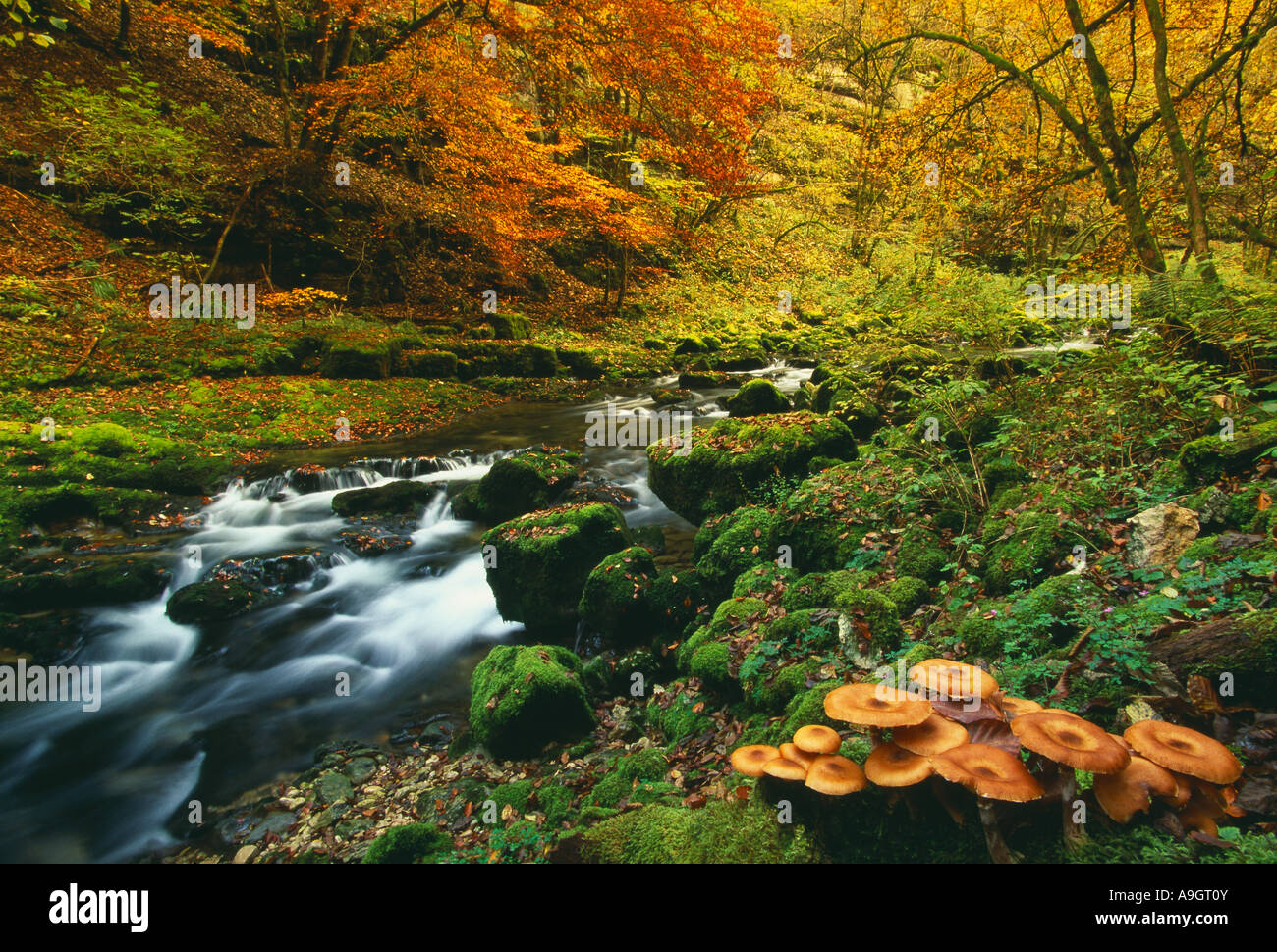 De plus en plus de champignons dans la vallée du Lison à l'automne de la Jura France Banque D'Images