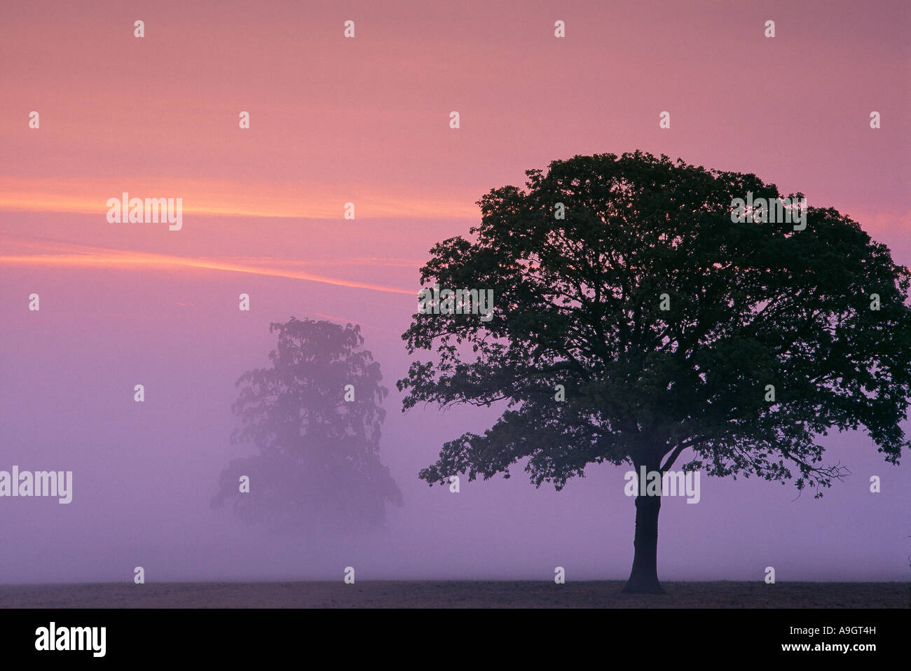 Un arbre qui se profile dans le misty à Milborne Port nr England UK Sherborne Dorset Banque D'Images