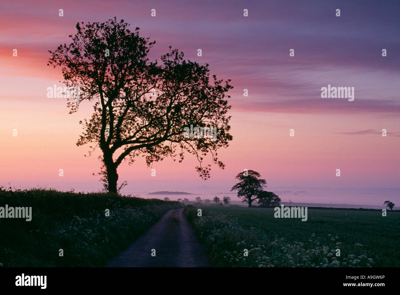 La silhouette des arbres à l'aube sur la route de Stourton Caundle Dorset England UK Banque D'Images