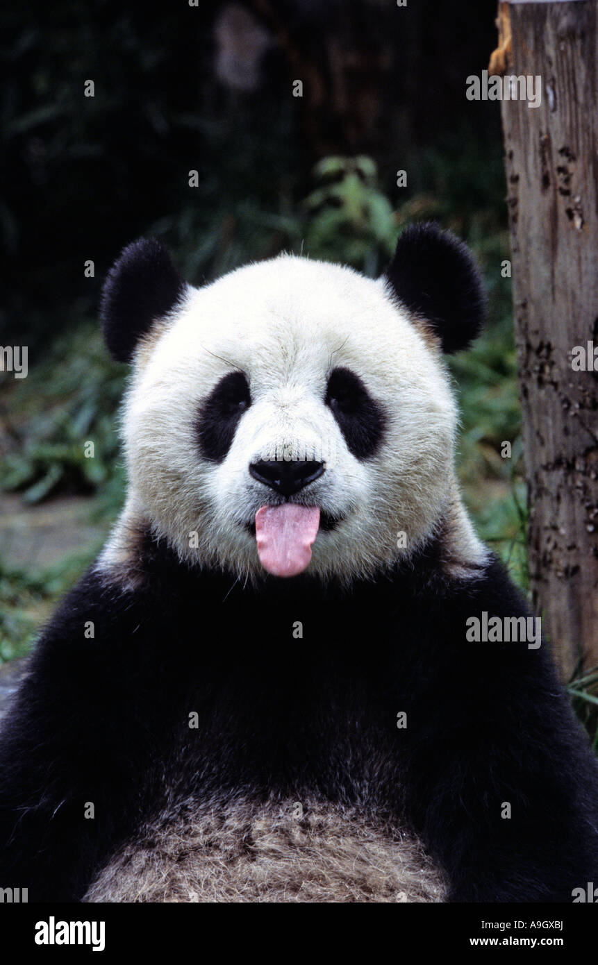 Panda géant sticking out tongue,la réserve naturelle de Wolong, Sichuan, Chine Banque D'Images