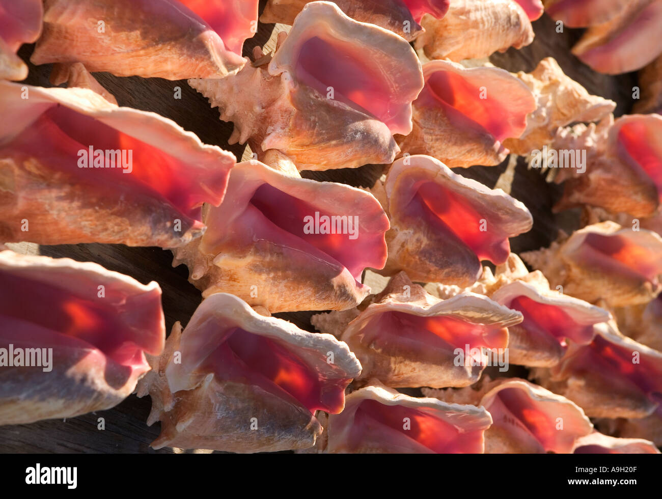 Conques, Bahamas, Caraïbes Banque D'Images