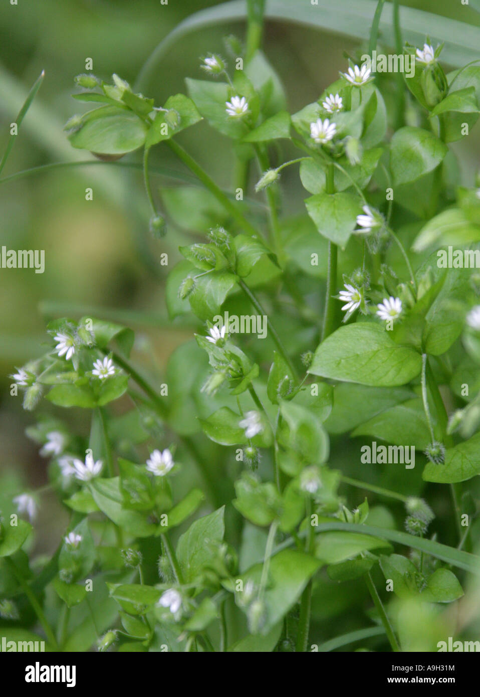 Le mouron des oiseaux, Stellaria media, Caryophyllaceae. Banque D'Images