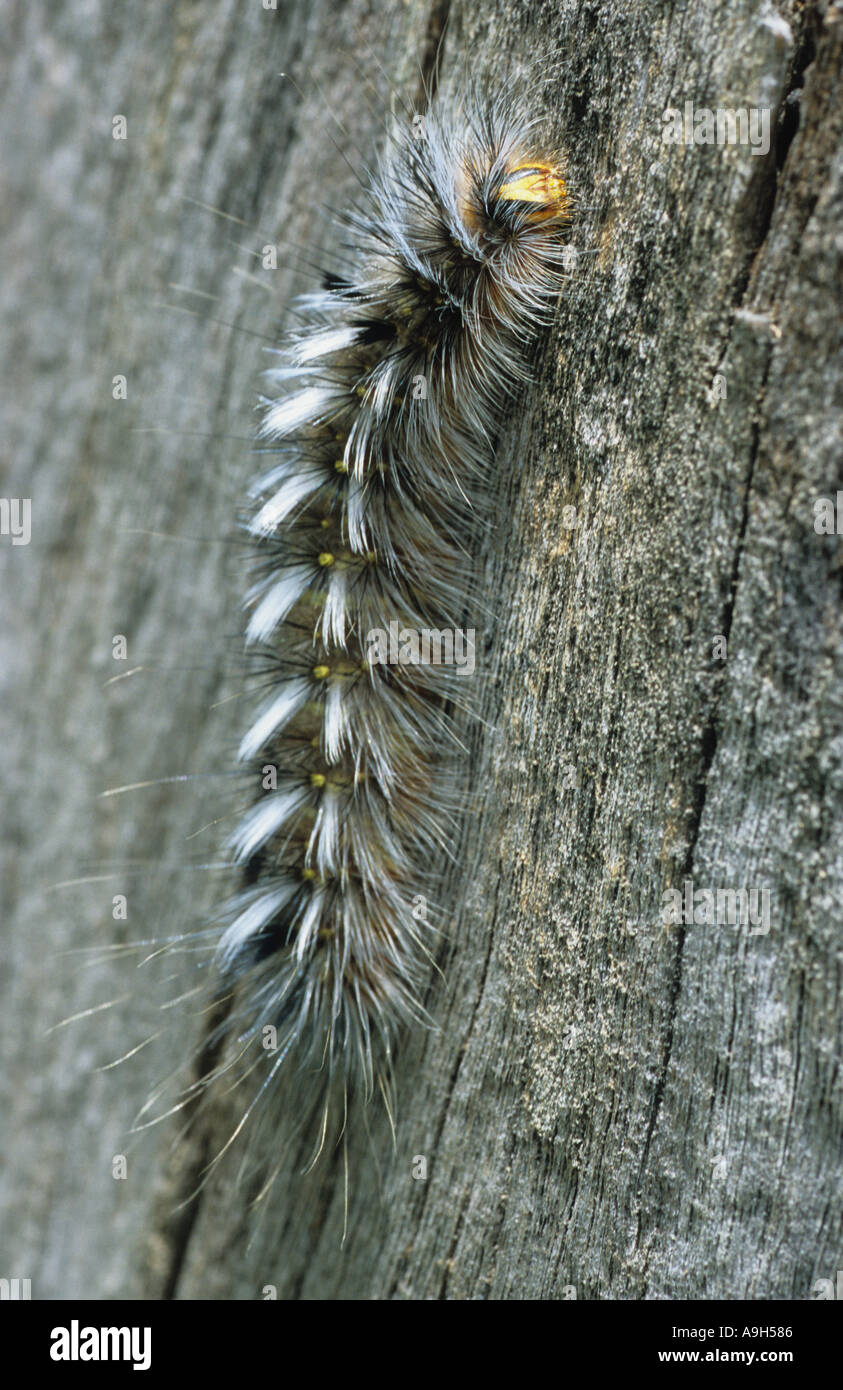 Anthela varia Espèce Anthelid varié caterpillar Sud-est du Queensland en Australie Banque D'Images