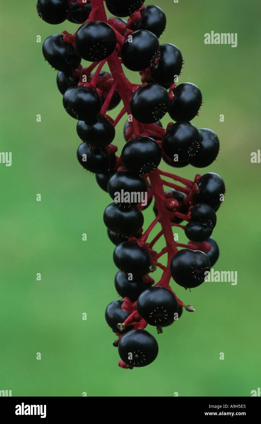 Phytolacca americana du phytolaque (pokeweed) Fruits close up Michigan Automne Banque D'Images