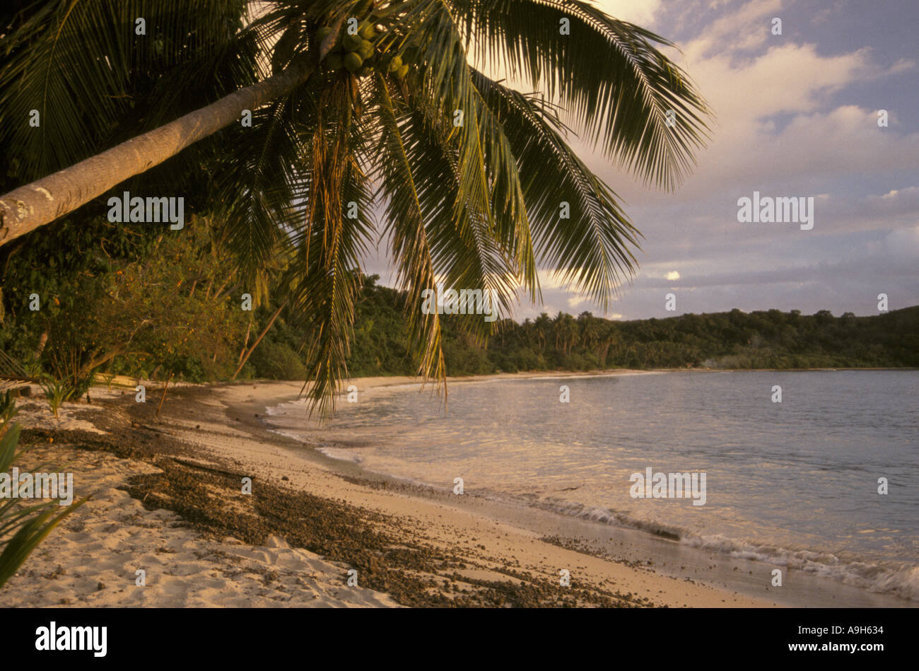 Cocotier Cocos nucifera l arbre se penche au Coconut Bay Beach Naviti Yasawa Islands Fidji Banque D'Images
