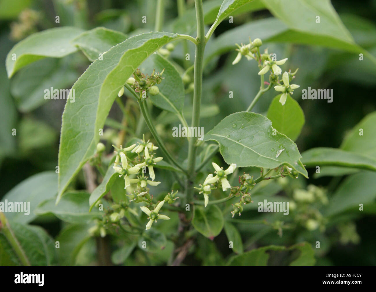 L'arbre de fusée en fleur, Euonymus europaeus, Celastraceae Banque D'Images