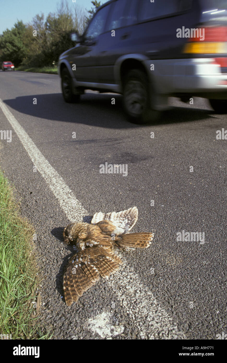 Chouette hulotte morts Destruction sur route Banque D'Images