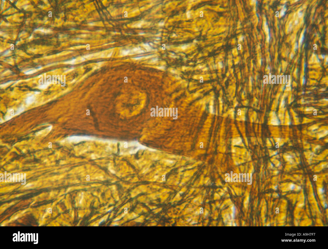 Les humains biologie Micro cellule nerveuse cellule pyramidale dans le cervelet de cerveau Banque D'Images