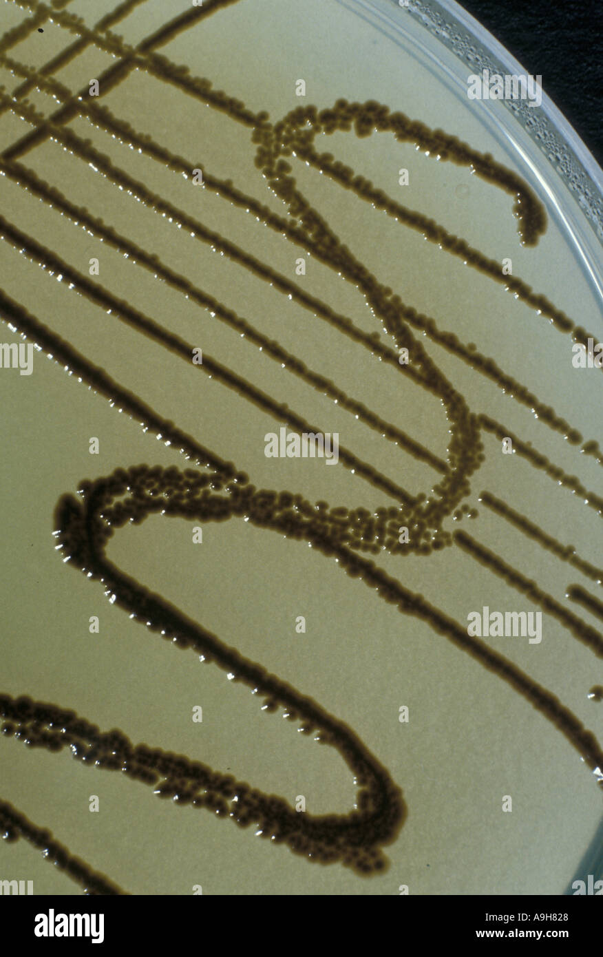 Les colonies de bactéries Salmonella scientifique croissant sur aga 1954 23 Banque D'Images