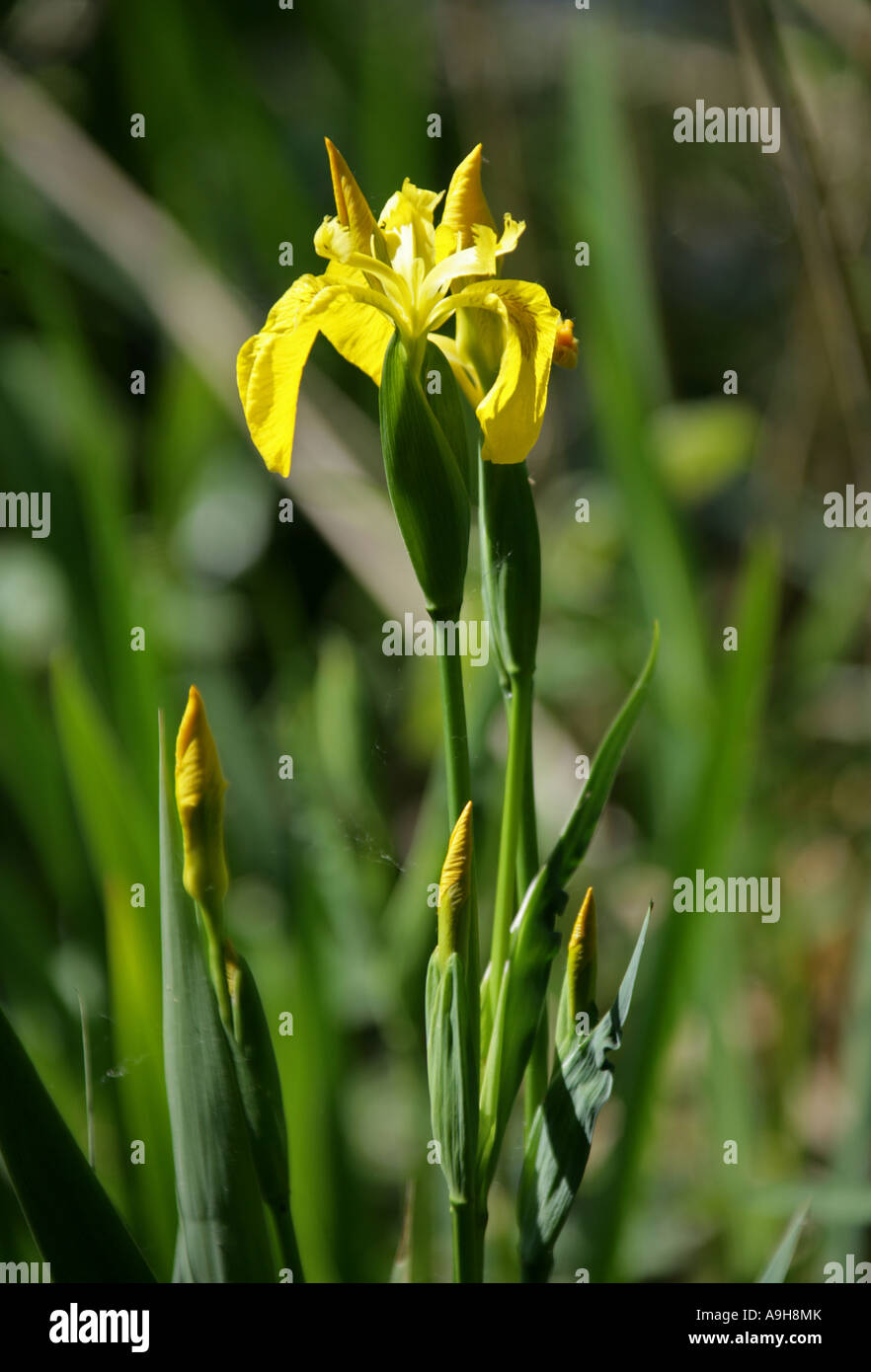 Iris jaune, Iris pseudacorus, Iridaceae Banque D'Images