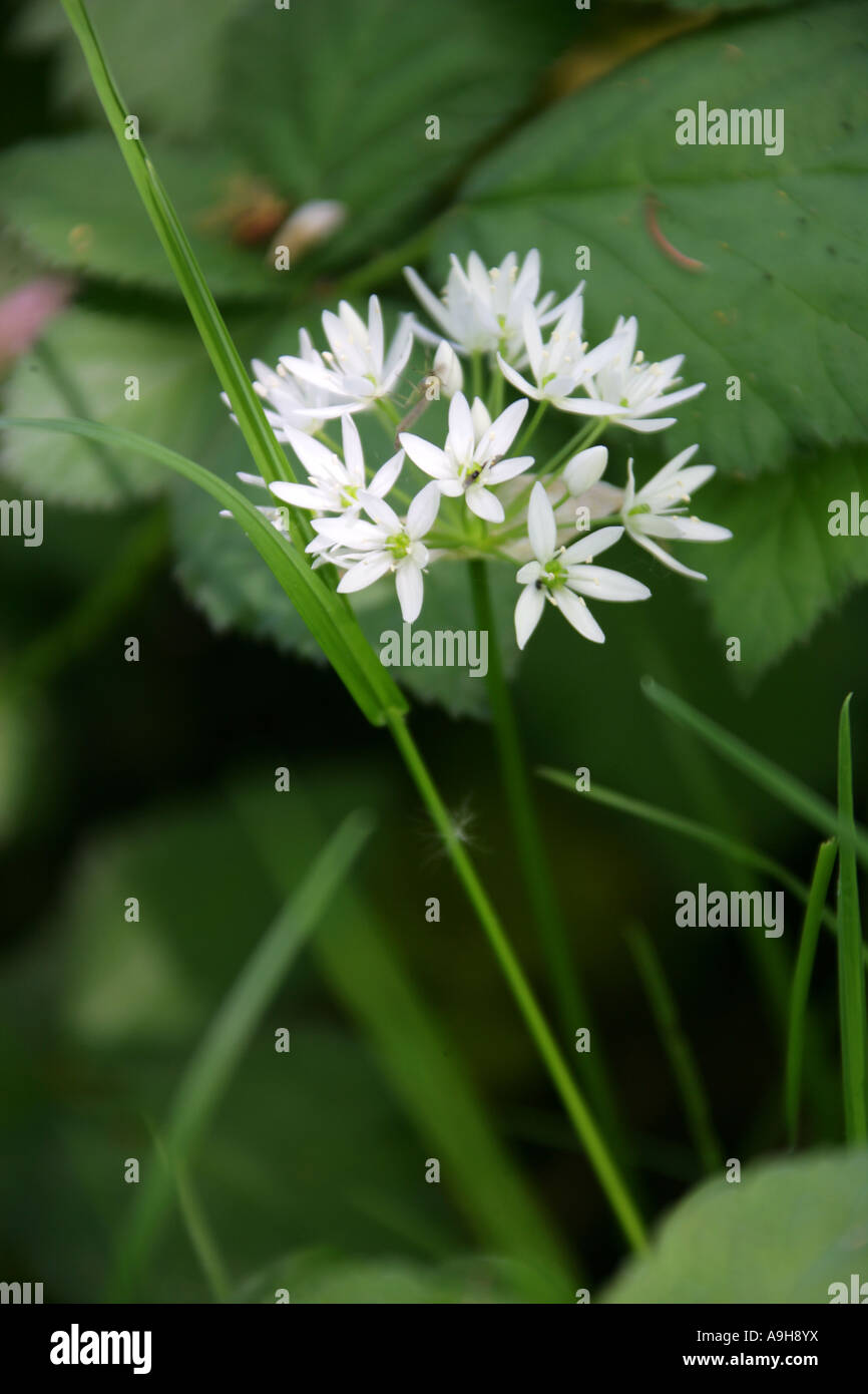 Fleurs blanches de Ramsons ou plante d'ail sauvage, Allium ursinum Banque D'Images