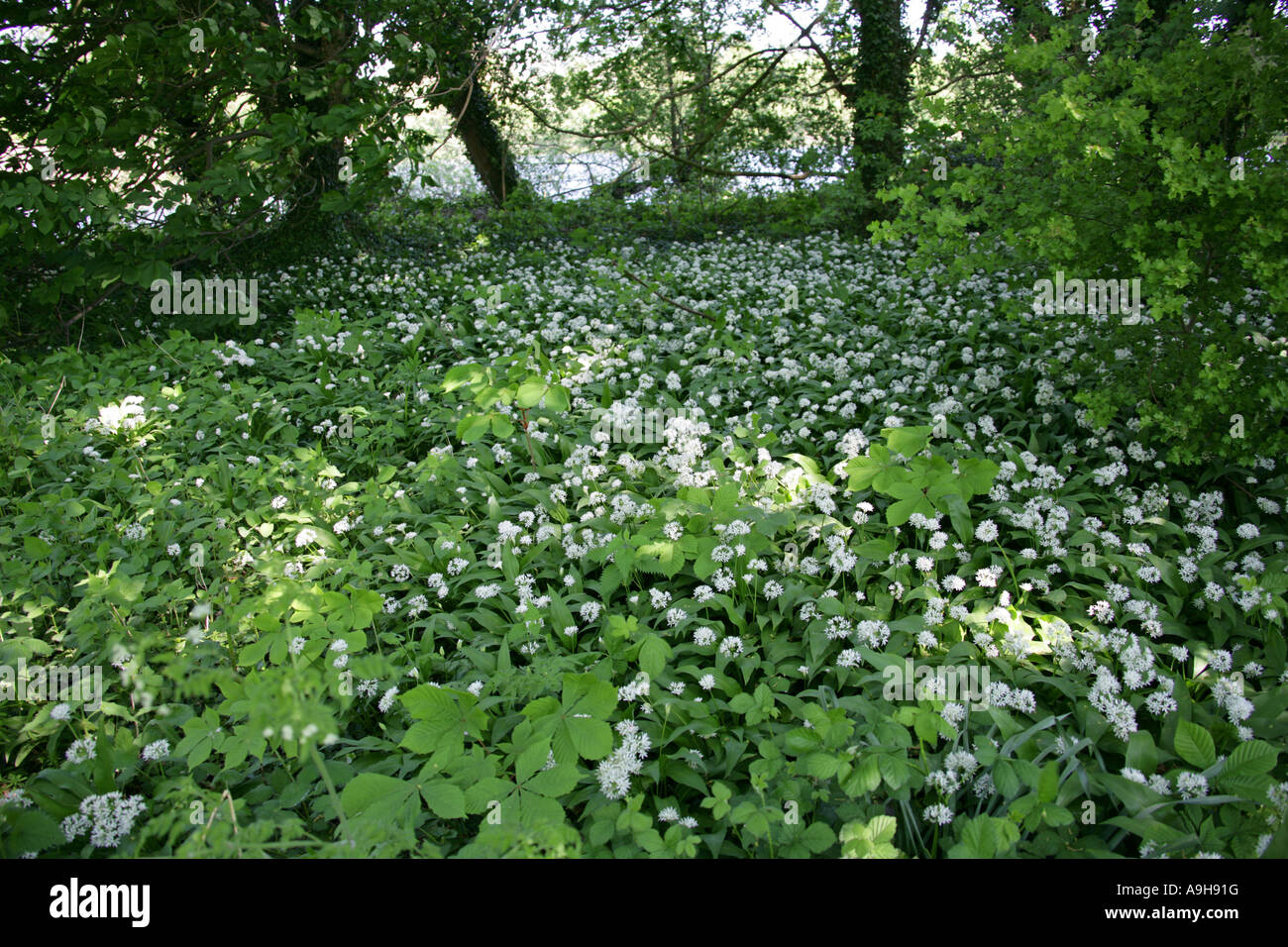 Fleurs blanches de Ramsons ou plante d'ail sauvage, Allium ursinum Banque D'Images