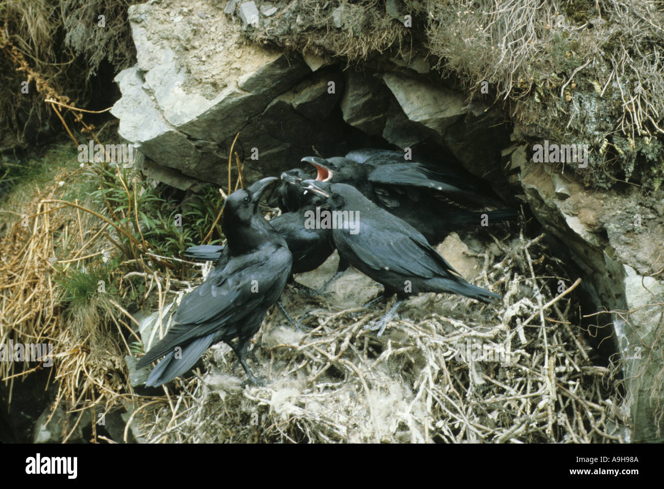 Grand corbeau Corvus corax et jeunes adultes sur barre rocheuse Banque D'Images