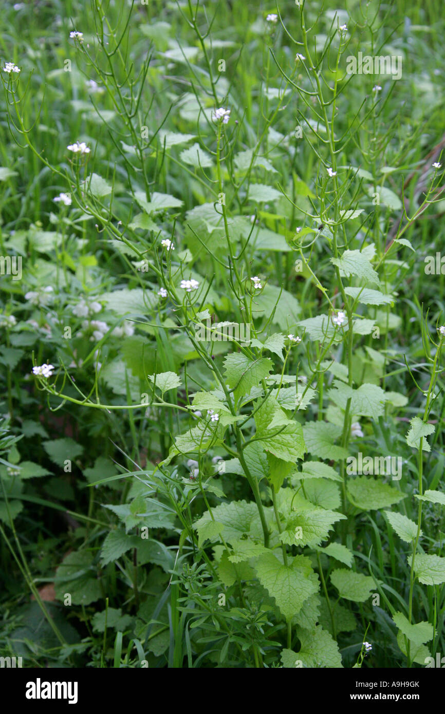 Jack par le hedge ou l'ail Mustard, Alliaria petiolata, Brassicaceae Banque D'Images