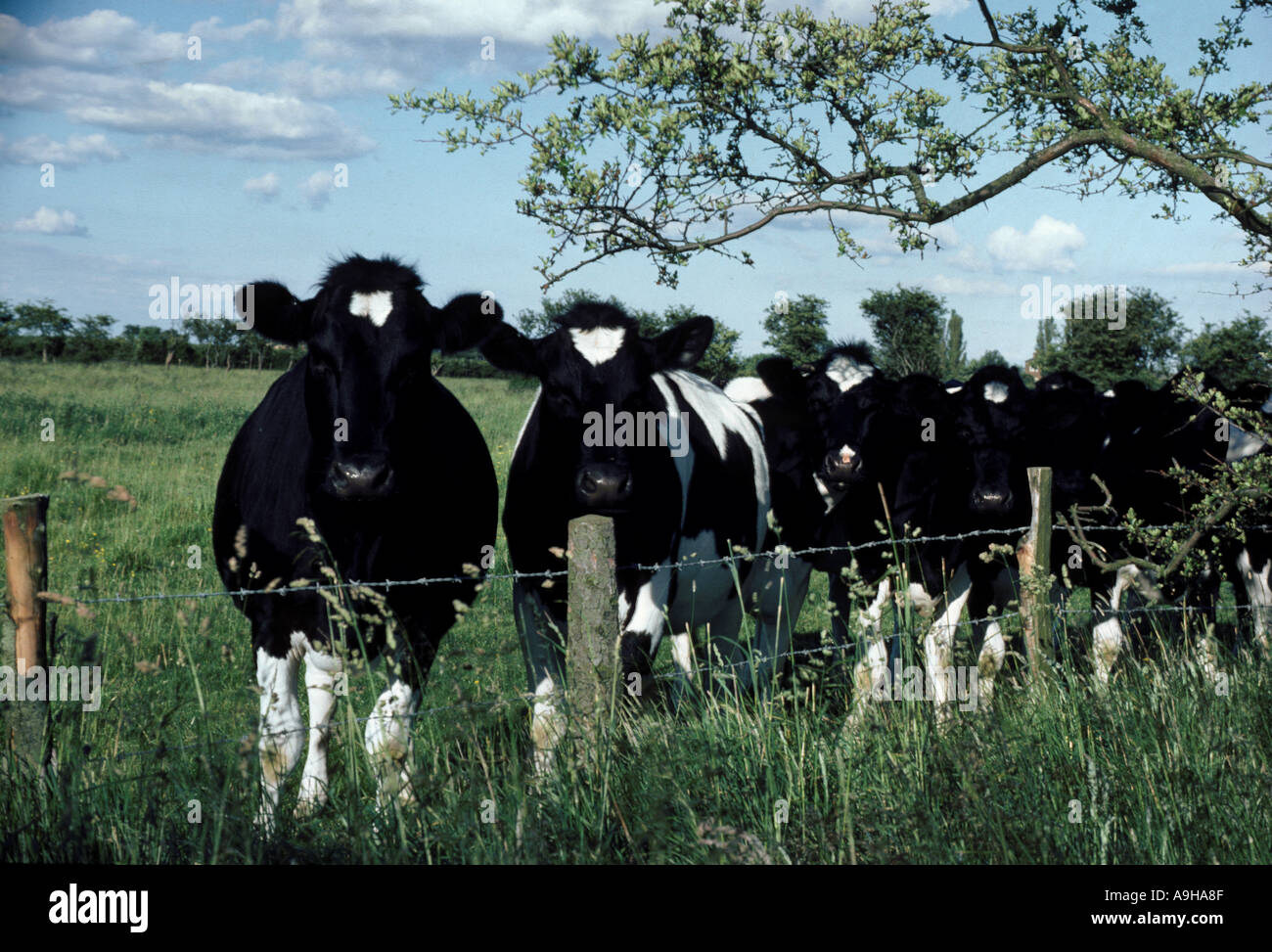 Groupe Freisian bovins génisses à la clôture en fil métallique sur l'Humberside Banque D'Images