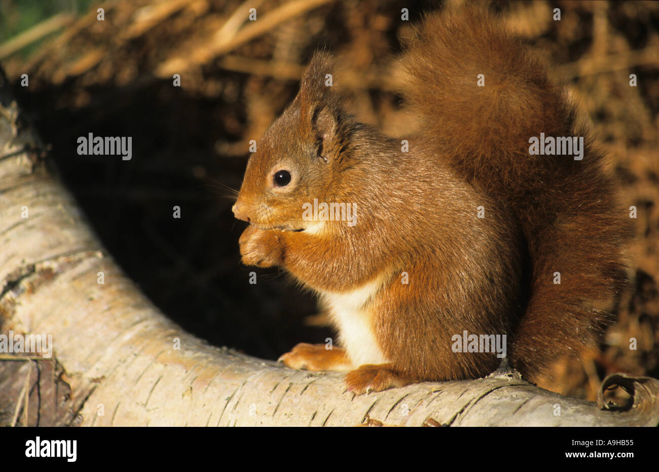 L'Écureuil roux Sciurus vulgaris sur l'alimentation de la direction générale Banque D'Images