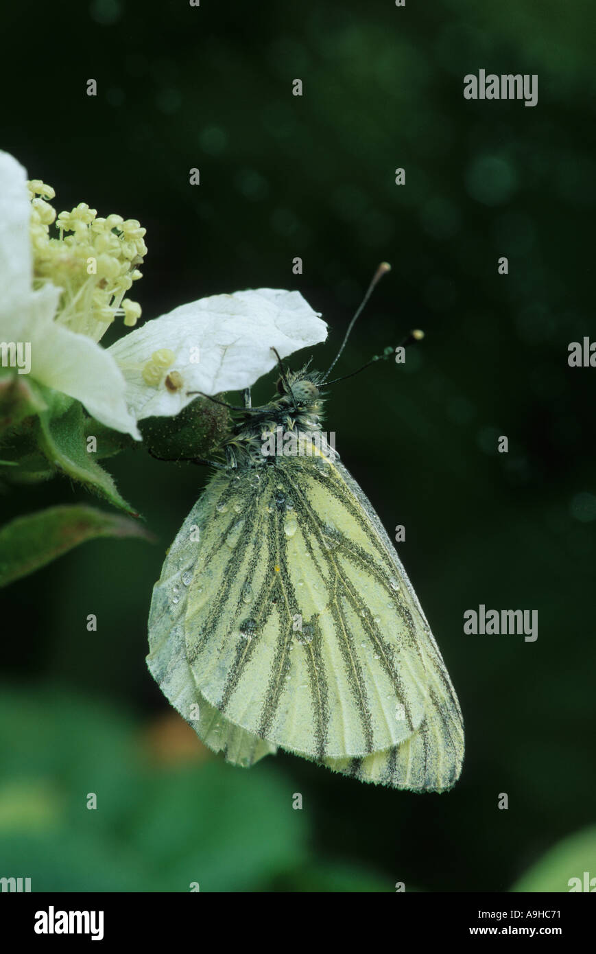 Blanc veiné vert Pieris napi sur fleur blanche Banque D'Images