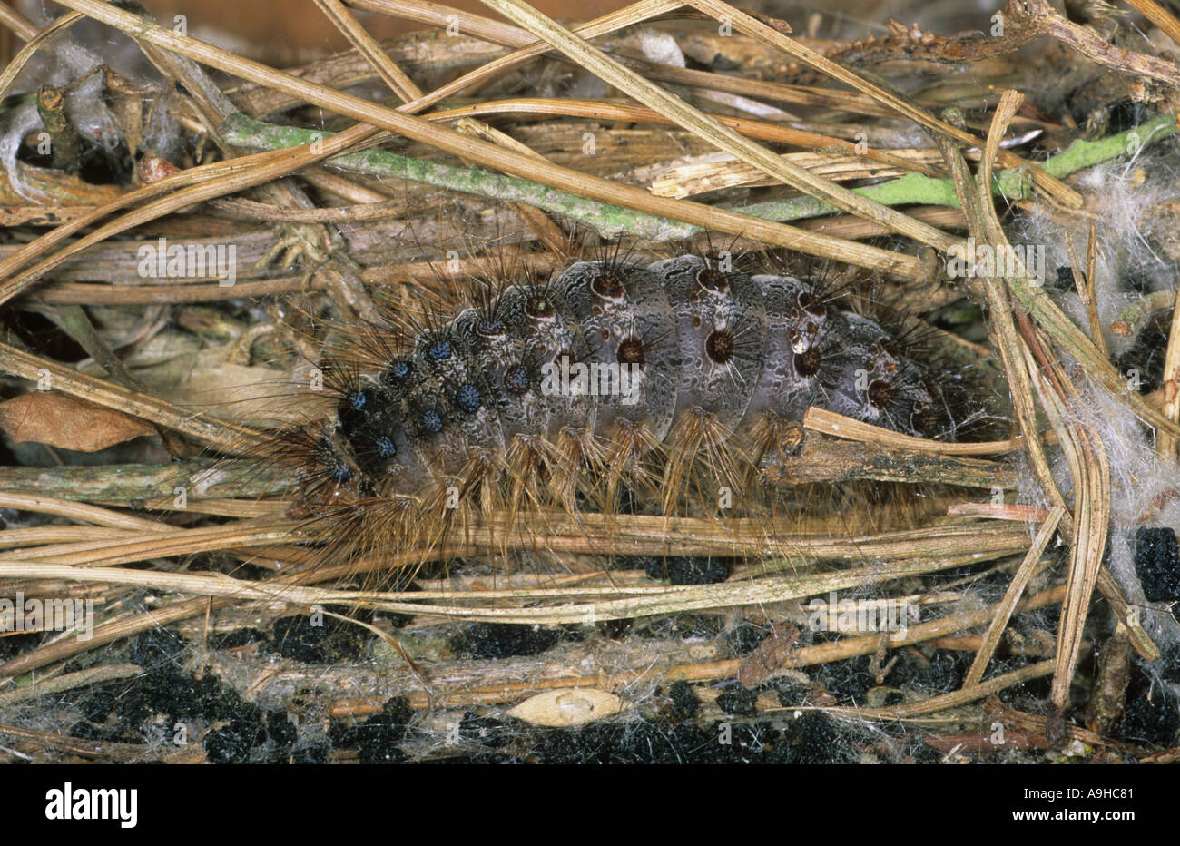 La spongieuse, Lymantria dispar Larve Banque D'Images