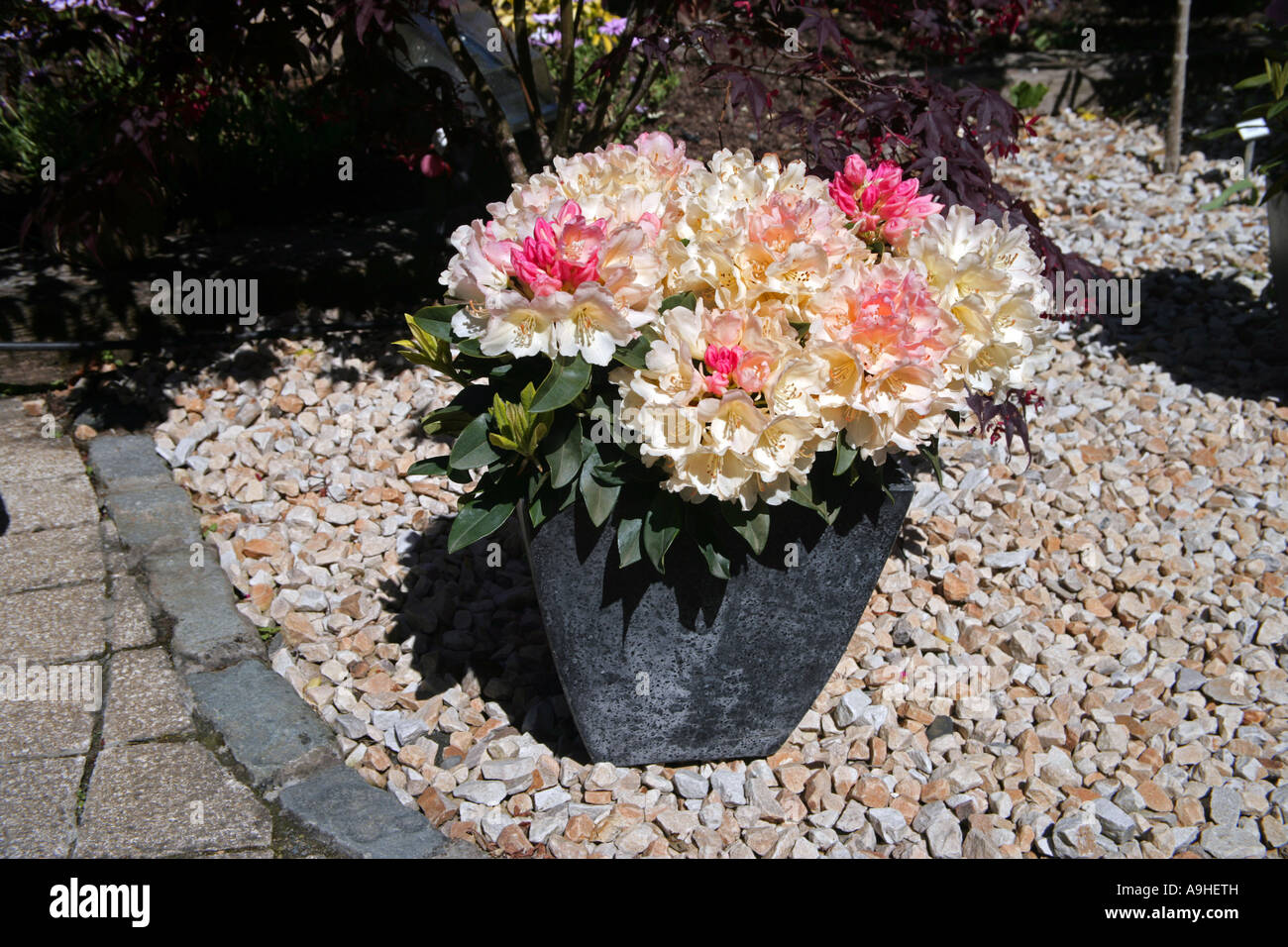 Rhododendron Alpen Rose Jardin National Exhibition Centre Banque D'Images