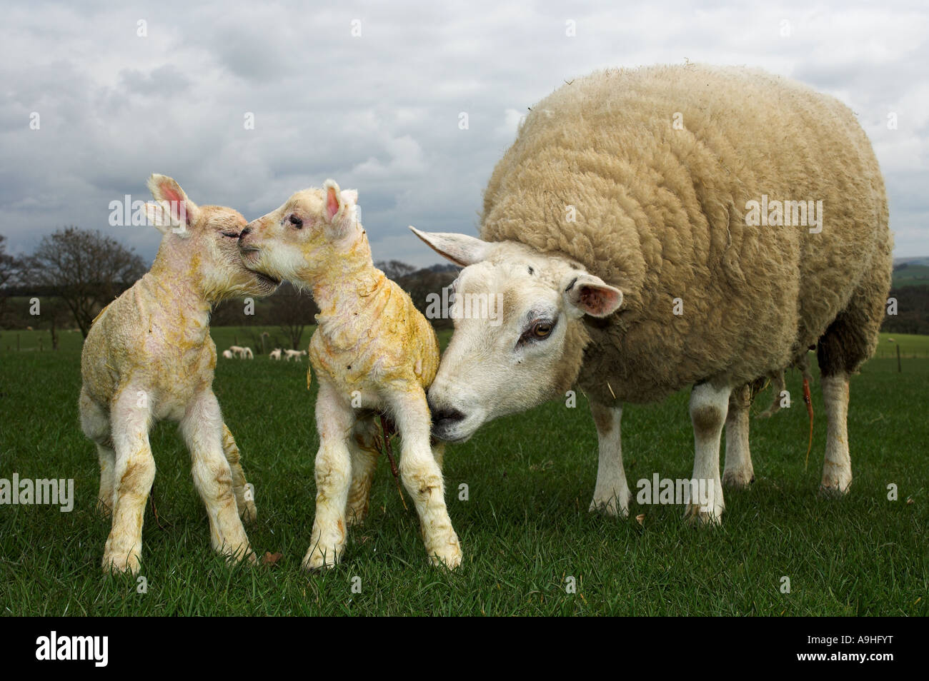 Lamb feet Banque de photographies et d'images à haute résolution - Alamy