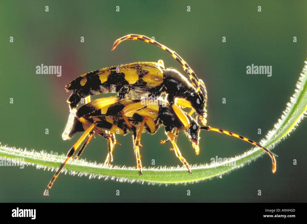 Le longicorne asiatique (Strangalia maculata), l'accouplement Banque D'Images