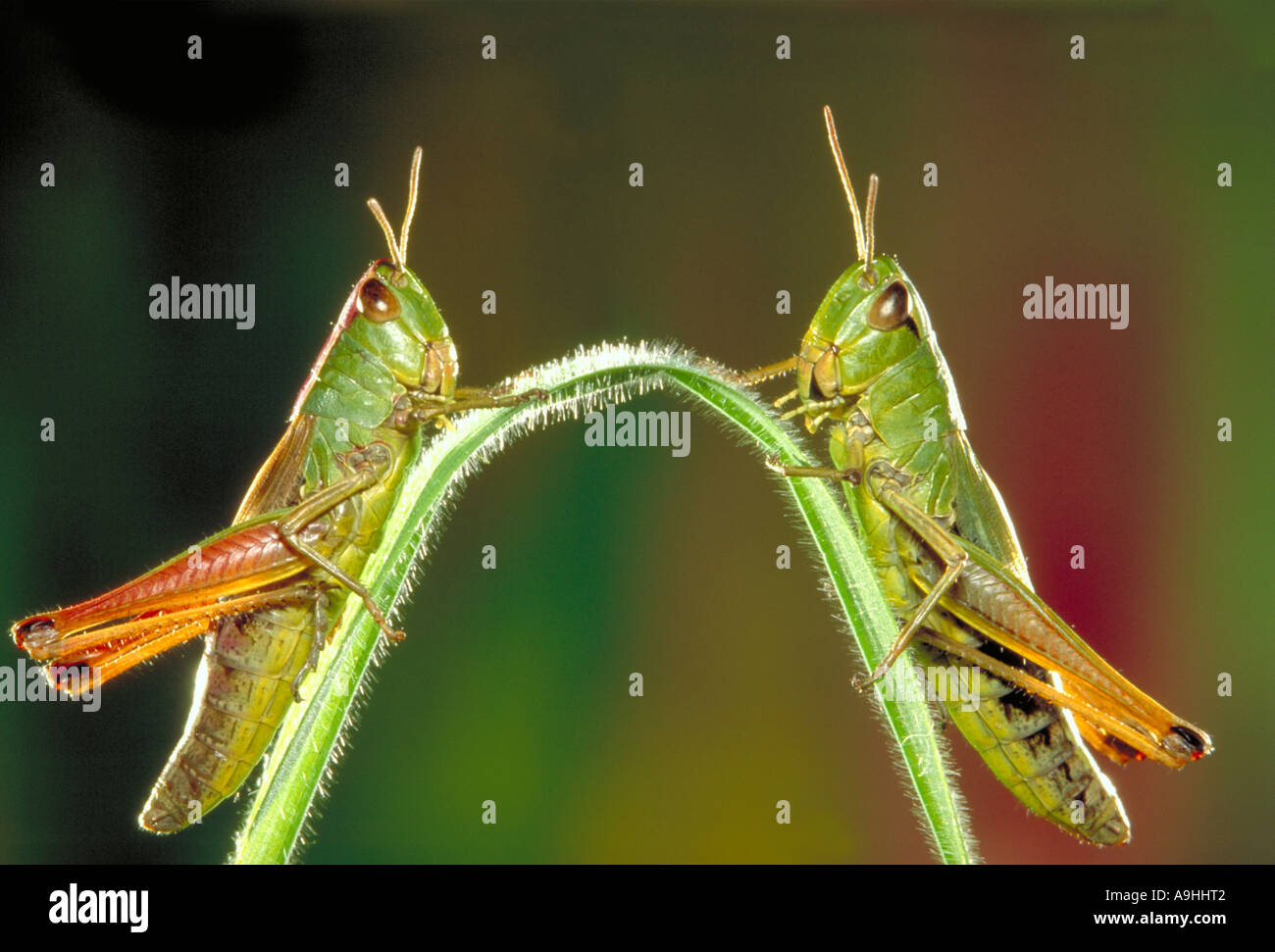 Pré commun (sauterelle Chorthippus parallelus), le brin d'herbe, portrait Banque D'Images