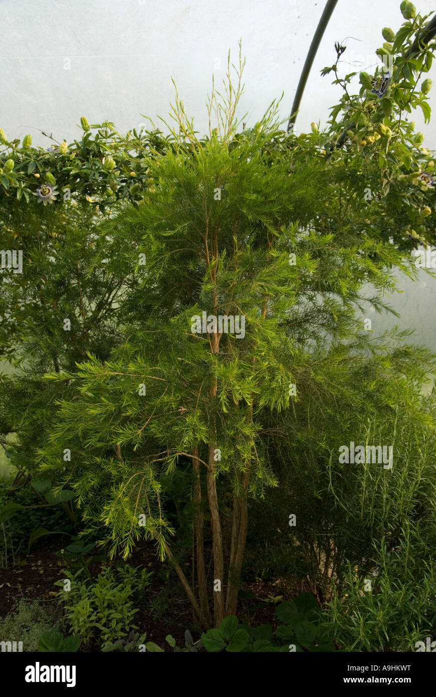 Arbre à thé, melaleuca alternifolia poussant dans un polytunnel au Pays de Galles, Royaume-Uni. Banque D'Images