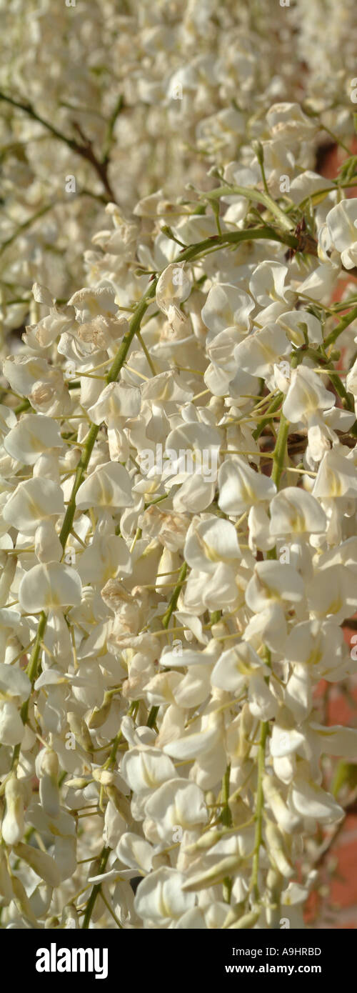 Libre de fleurs de glycine blanche au début de l'été s'épanouissent dans un jardin de Cheshire England Royaume-Uni UK Banque D'Images