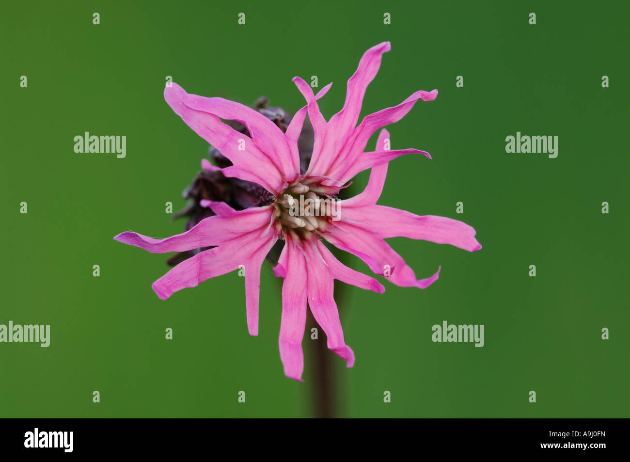 Ragged Robin (Lychnis flos-cuculi) Banque D'Images