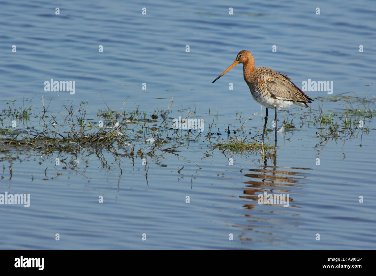 Barge à queue noire (Limosa limosa), Banque D'Images