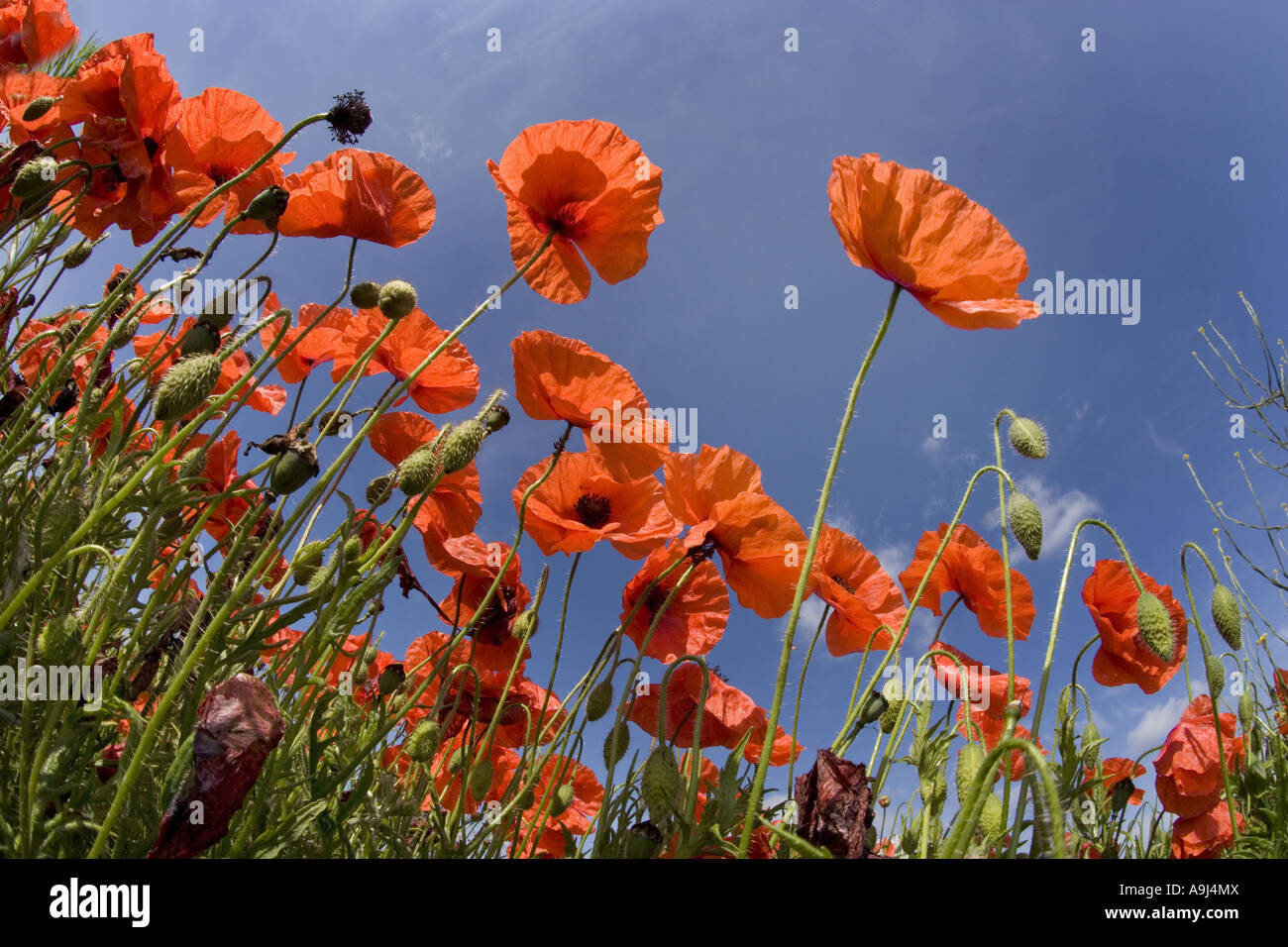 Coquelicots Papaver rhoeas dans culture de céréales Banque D'Images